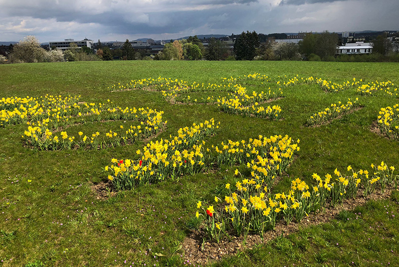 Wildblumen gegen Polio